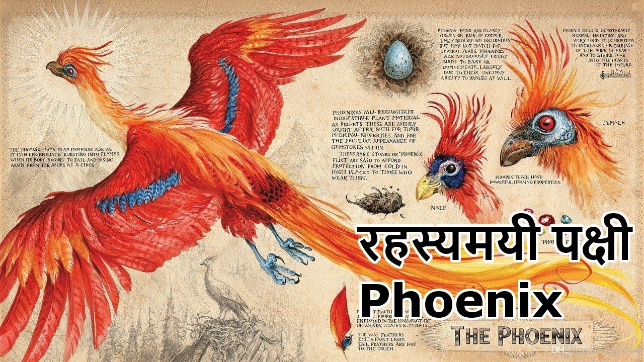 birds information in marathi language